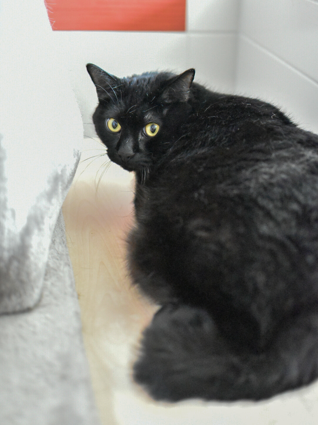 Chaton – Image 4