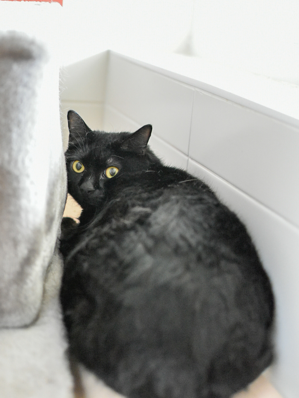Chaton – Image 3