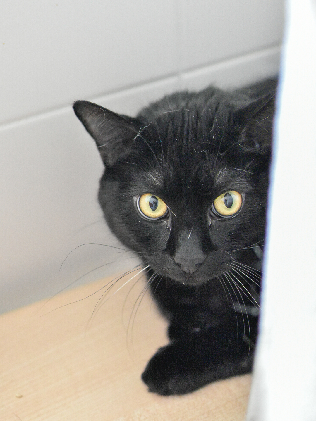 Chaton – Image 2