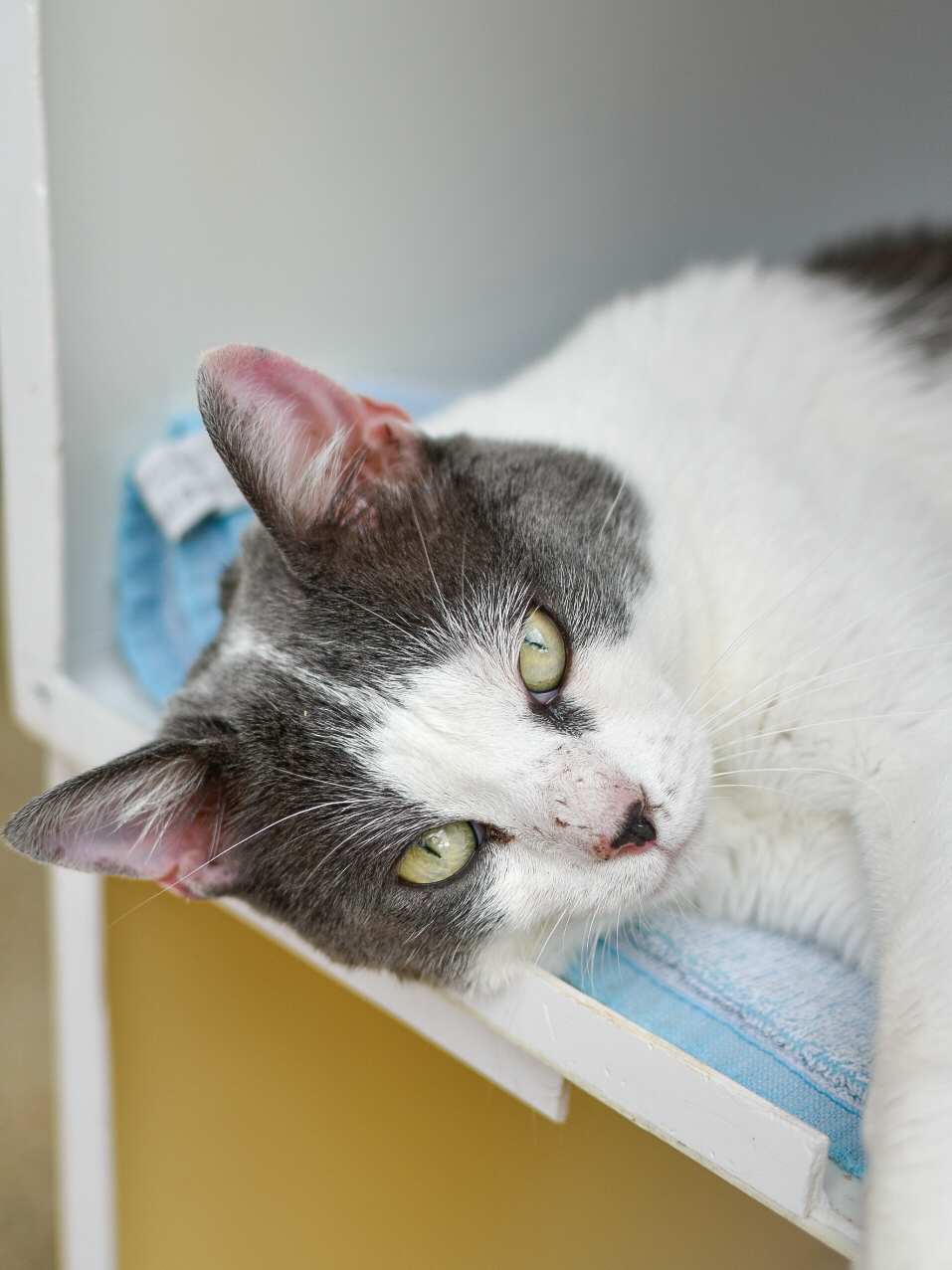 Vandame – Image 2