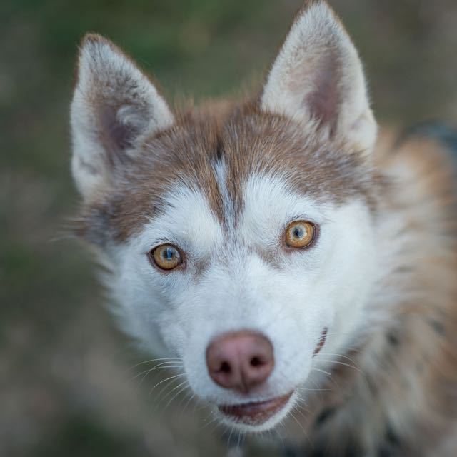 Artemis