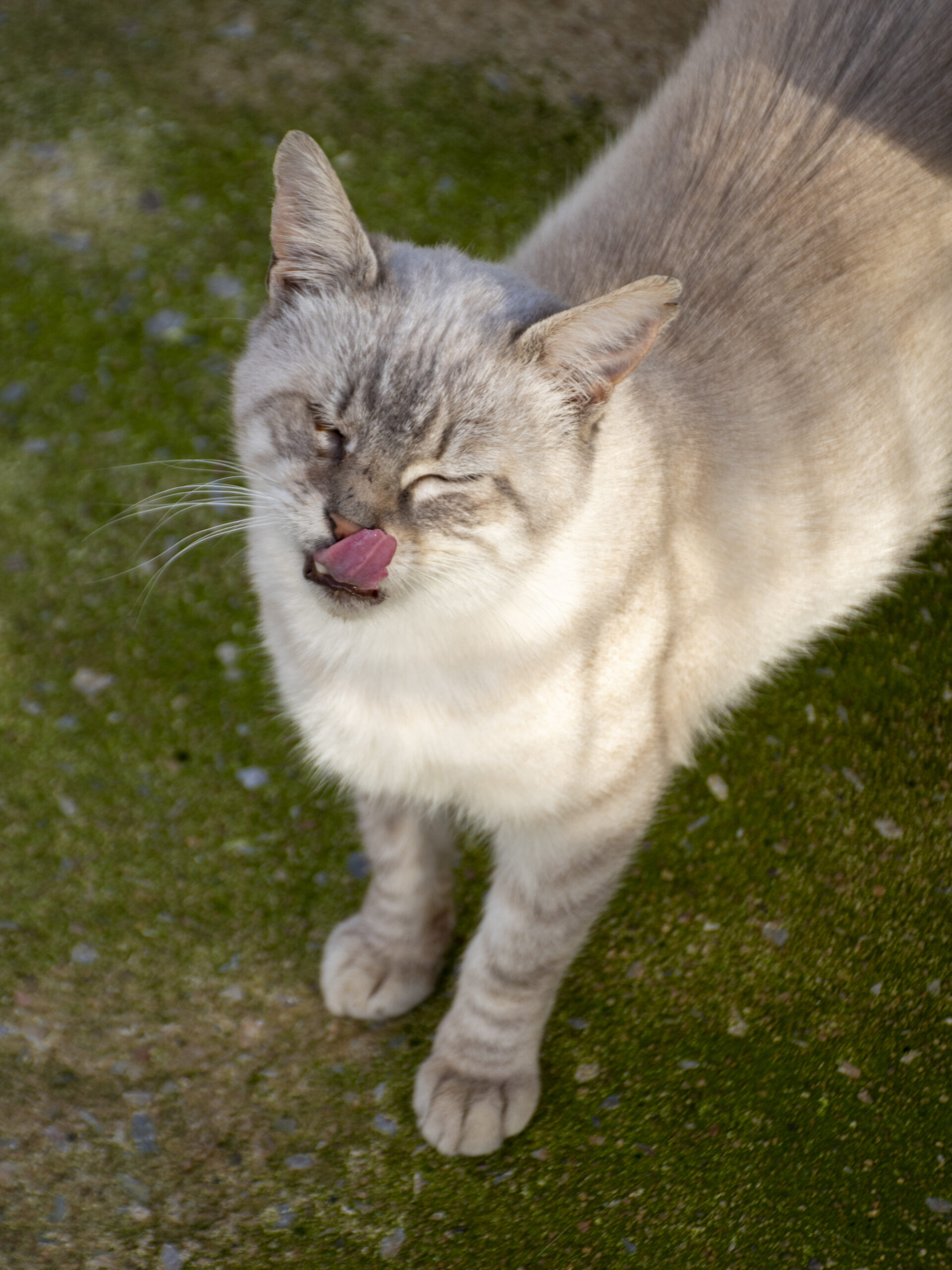 Moka – Image 2
