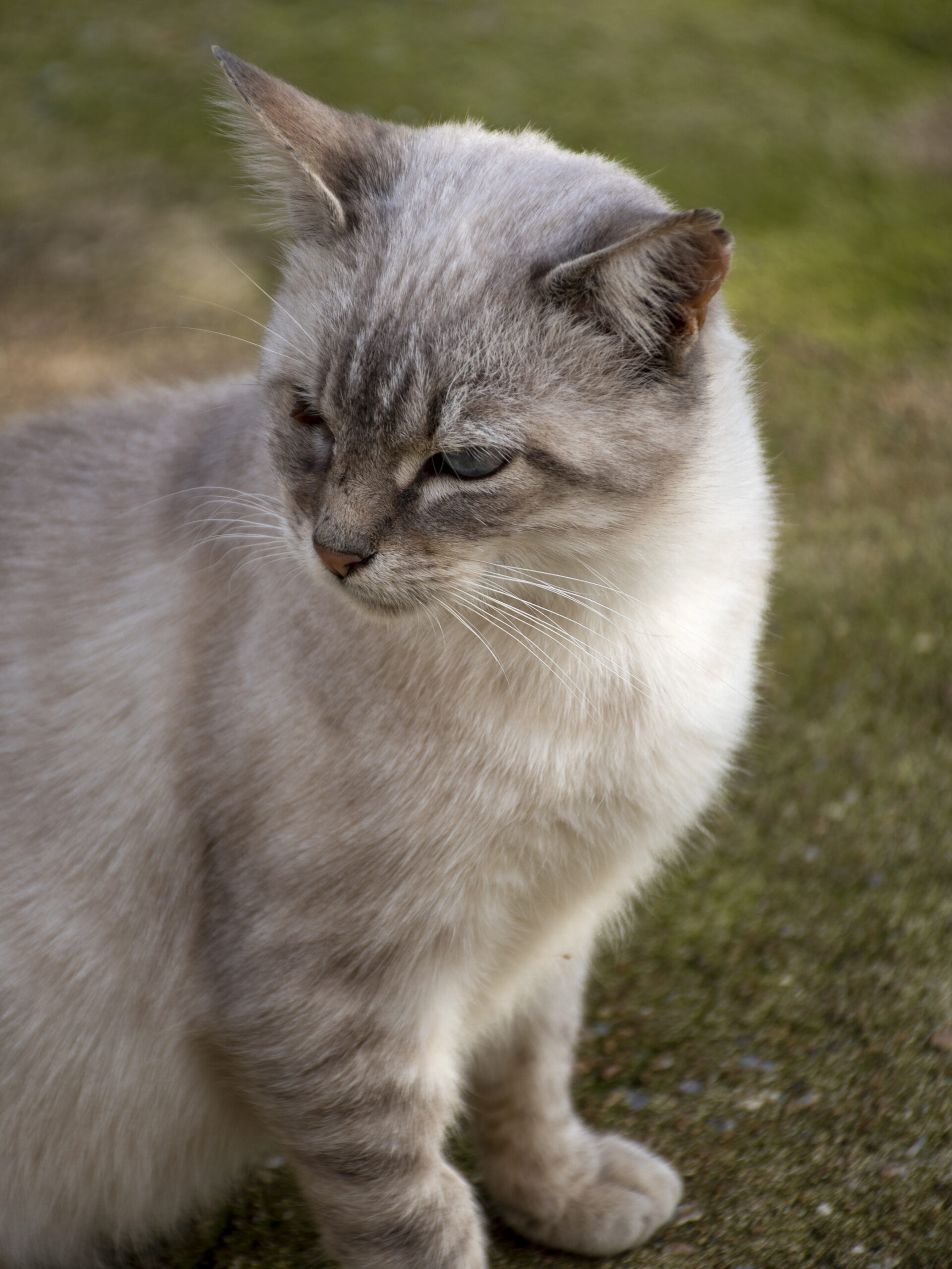 Moka – Image 3