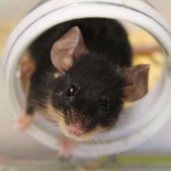 souris1
